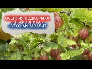 УХОД ЗА КРЫЖОВНИКОМ ОСЕНЬЮ. ПОДКОРМКА МОЛОДЫХ КУСТОВ КРЫЖОВНИКА ДЛЯ КРУПНЫХ ЯГОД