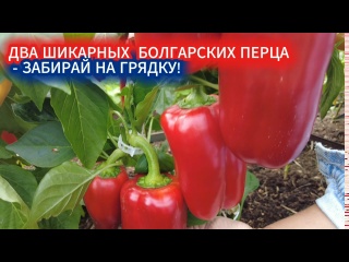 КЛАССИЧЕСКИЙ БОЛГАРСКИЙ ПЕРЕЦ. ДВА ЛУЧШИХ СОРТА ДЛЯ ВЫРАЩИВАНИЯ В ОТКРЫТОМ ГРУНТЕ