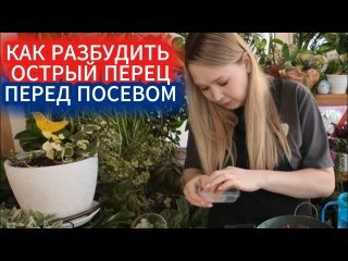 Перец острый на рассаду. Чем разбудить семена перца с низкой всхожестью