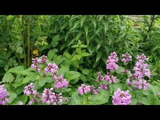 Быть или не быть! Традесканция садовая отвечает-быть!
