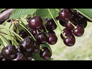 Дюк - черевишня. Все , о чудо-вишне и ее опылении