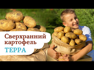 Картофель Терра - тот самый, с обложки!