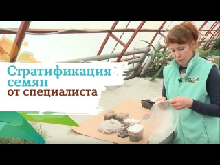 СТРАТИФИКАЦИЯ СЕМЯН