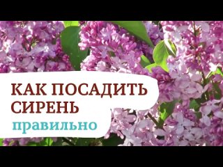 КАК ПОСАДИТЬ СИРЕНЬ ПРАВИЛЬНО