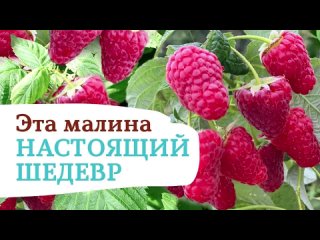 ? ВАСЁНА — МАЛИНА, КОТОРАЯ УДИВЛЯЕТ РАЗМЕРОМ И ЩЕДРОСТЬЮ! ?