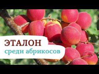 Эталонный абрикос САРАТОВСКИЙ РУБИН