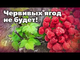 ПОДКОРМКИ И ОБРАБОТКИ МАЛИНЫ ОТ ВРЕДИТЕЛЕЙ ВЕСНОЙ. Бонус - совет по ремонтантной малине