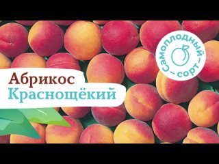Самоплодный абрикос Краснощекий