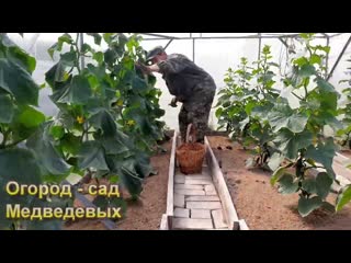 Обзор разных сортов огурцов в теплице и на грядке