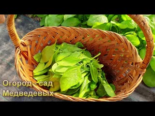 Выращивание шпината + рецепт ПХАЛИ