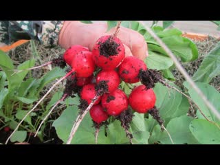 Сею редис. Хитрости выращивания