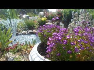 Лобелия - выращивание и уход