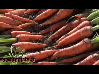 Выращивание моркови через посев под зиму