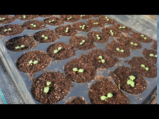 Салаты через рассаду - это просто