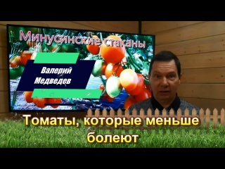 Томаты, которые меньше болеют