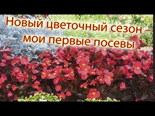Новый цветочный сезон &ndash; мои первые посевы