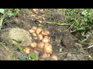 Выращивание картофеля. Органические траншеи