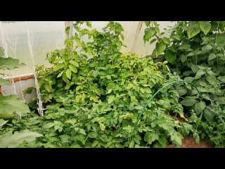 Сажайте ранний картофель так Для Суперурожая каждый год, уже в Июне Июле