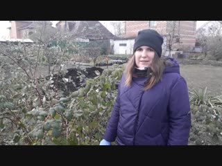 обрезка и уход за малиной осенью