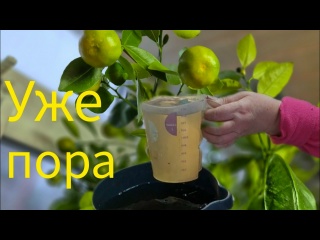 Они дремлят в декабре, но вкусняшки тоже ждут. Большой полив с подкормкой