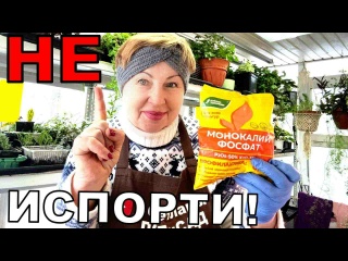 Это удобрение должно быть у всех. Только на рассаде применяйте правильно