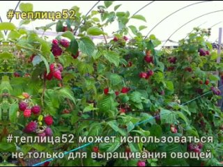 Выращивайте в теплице ягоды ремонтантных сортов. Малина, клубника итд.