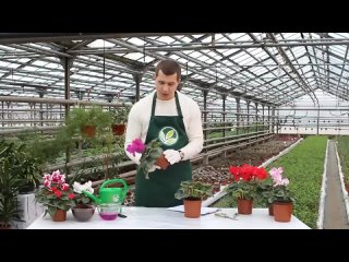 Цикламен &ndash; тонкости выращивания