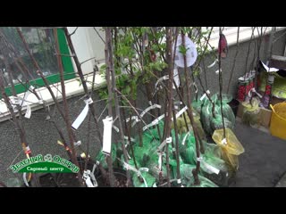 Выращивание черешни на Урале