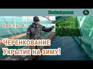 Черенкование хвойных часть 4, укрытие черенков на зиму!