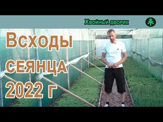 Выращивание ели голубой,туи,сосны из семян.Всходы 2022 года!