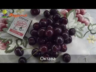 Вишня. Посадка и уход.