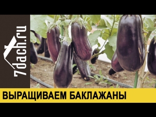 Выращиваем рассаду баклажанов- знакомимся с гибридами от Партнёра - 7 дач