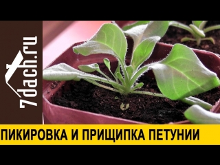 Выращивание петунии- пикировка и прищипка - 7 дач