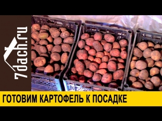 Подготовка картофеля к посадке - 7 дач