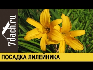 ЛИЛЕЙНИК- посадка и уход - 7 дач