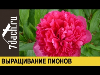 Пионы- основные особенности выращивания и применения - 7 дач