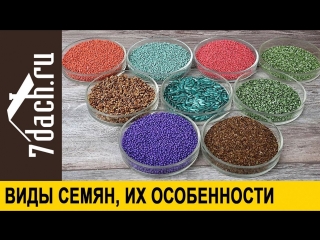 Виды семян- дражированные, инкрустированные, калиброванные, на ленте - 7 дач