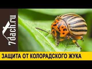 ? Как защитить картофель от вредителей- обрабатываем клубни перед посадкой