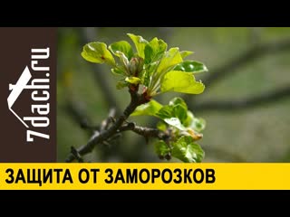 ? Как защитить сад от заморозков и резкой смены погоды - 7 дач