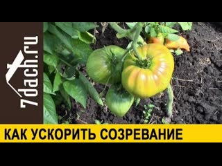 ? Как ускорить созревание томатов- простые способы - 7 дач