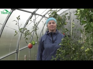 ? Как подготовить теплицу к зиме