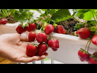 ??? Вырастить клубнику дома легко! ??? ✔ Методика выращивания клубники из свежих ягод ✔ ??? Вырастить клубнику дома легко! ??? ✔ Методика выращивания клубники из свежих ягод ✔