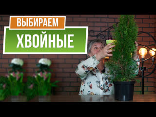 Как выбрать хвойное дерево?