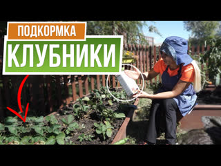 Подкормка клубники осенью