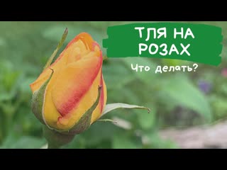 Тля на розах. Что делать? Природное земледелие. Экологичный метод.