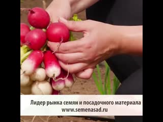 Редис в теплице. Как правильно?
