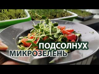 Как вырастить микрозелень подсолнечника даже без субстрата и какие семена подходят для выращивания