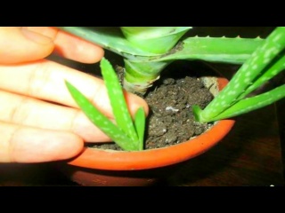 Посадка АЛОЭ. Что обязательно нужно знать при посадке и выращивании алоэ.