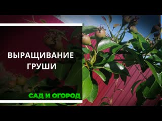 Груша. Выращивание и уход