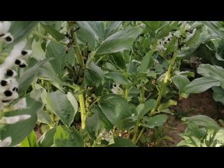 Выращиваю бобы в открытом грунте